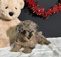 Rocky , a male Poodle - Toy  for sale in Plainville, IN – Photo 7 of 8
