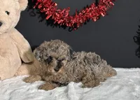 Rocky , a male Poodle - Toy  for sale in Plainville, IN – Photo 2 of 8