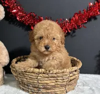 Valerie, a male Poodle - Miniature  for sale in Plainville, IN – Photo 3 of 6