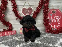 Turbo, a male Poodle - Toy  for sale in Plainville, IN – Photo 5 of 7