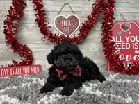 Turbo, a male Poodle - Toy  for sale in Plainville, IN – Photo 7 of 7