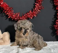 Rocky , a male Poodle - Toy  for sale in Plainville, IN – Photo 1 of 8