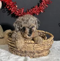 Rocky , a male Poodle - Toy  for sale in Plainville, IN – Photo 5 of 8
