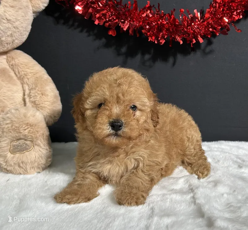Valerie – Poodle - Miniature  puppy for sale in Plainville, IN
