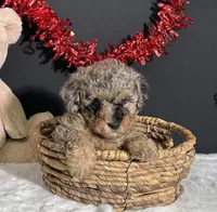 Rocky , a male Poodle - Toy  for sale in Plainville, IN – Photo 4 of 8
