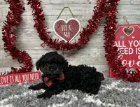 Turbo, a male Poodle - Toy  for sale in Plainville, IN – Photo 6 of 7