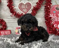 Turbo, a male Poodle - Toy  for sale in Plainville, IN – Photo 4 of 7