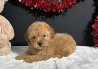 Valerie, a male Poodle - Miniature  for sale in Plainville, IN – Photo 5 of 6