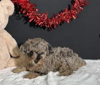 Rocky , a male Poodle - Toy  for sale in Plainville, IN – Photo 3 of 8