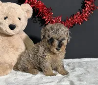 Rocky , a male Poodle - Toy  for sale in Plainville, IN – Photo 8 of 8