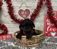 Turbo, a male Poodle - Toy  for sale in Plainville, IN – Photo 2 of 7