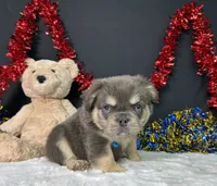 Thor, a male French Bulldog for sale in Plainville, IN – 6 of 6