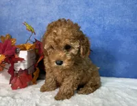 Dash, a male Poodle - Miniature  for sale in Plainville, IN – 8 of 10