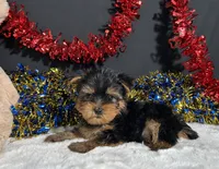 Spike, a male Yorkshire Terrier for sale in Plainville, IN – 4 of 6