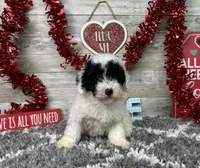 Lincoln, a male Poodle - Miniature  for sale in Plainville, IN – Photo 9 of 9