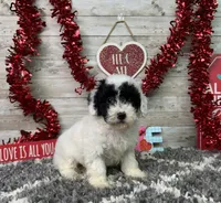 Lincoln, a male Poodle - Miniature  for sale in Plainville, IN – Photo 3 of 9