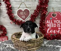 Tator, a male Rat Terrier for sale in Plainville, IN – Photo 4 of 6