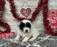 Lincoln, a male Poodle - Miniature  for sale in Plainville, IN – Photo 1 of 9