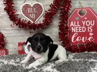 Tator, a male Rat Terrier for sale in Plainville, IN – Photo 5 of 6