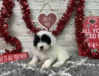 Lincoln, a male Poodle - Miniature  for sale in Plainville, IN – Photo 6 of 9