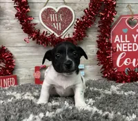 Tator, a male Rat Terrier for sale in Plainville, IN – Photo 2 of 6