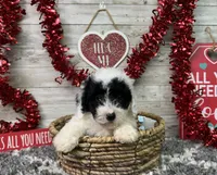 Lincoln, a male Poodle - Miniature  for sale in Plainville, IN – Photo 2 of 9