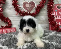 Lincoln, a male Poodle - Miniature  for sale in Plainville, IN – Photo 4 of 9