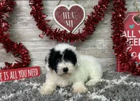 Lincoln, a male Poodle - Miniature  for sale in Plainville, IN – Photo 8 of 9