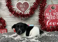 Tator, a male Rat Terrier for sale in Plainville, IN – Photo 1 of 6