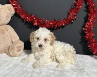 Bianca, a female Poodle - Toy  for sale in Plainville, IN – Photo 6 of 6