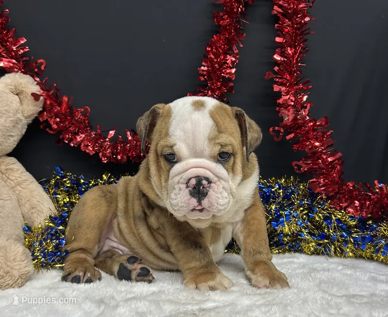 Bruiser – English Bulldog puppy for sale in Plainville, IN