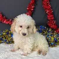 Biscuit, a male Poodle - Toy  for sale in Plainville, IN – 7 of 7