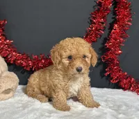 Emery, a male Poodle - Toy  for sale in Plainville, IN – 5 of 7