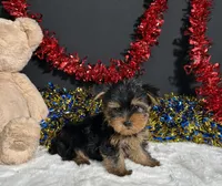 Spike, a male Yorkshire Terrier for sale in Plainville, IN – 6 of 6