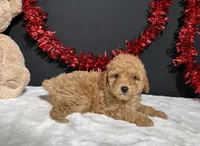 Turner, a male Poodle - Toy  for sale in Plainville, IN – 4 of 7