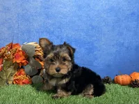 Oliver, a male Yorkshire Terrier for sale in Plainville, IN – 5 of 7