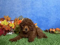 Luna, a female Poodle - Toy  for sale in Plainville, IN – 3 of 6