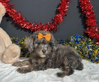 Pluto, a male Poodle - Miniature  for sale in Plainville, IN – 2 of 8