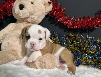 Gigi, a female English Bulldog and Beagle for sale in Plainville, IN – 2 of 4
