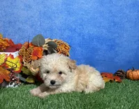 Holly, a female Maltipoo for sale in Plainville, IN – 4 of 6