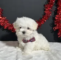 Lil Teddy, a male Maltese for sale in Plainville, IN – 5 of 8