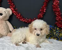 Biscuit, a male Poodle - Toy  for sale in Plainville, IN – 6 of 7