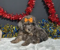Pluto, a male Poodle - Miniature  for sale in Plainville, IN – 8 of 8
