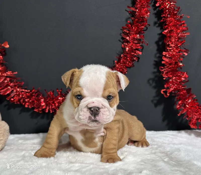 Violet – English Bulldog puppy for sale in Plainville, IN