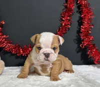 Violet, a female English Bulldog for sale in Plainville, IN – 1 of 7