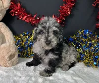 Ricky, a male Poodle - Miniature  for sale in Plainville, IN – 5 of 5