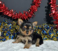 Penny, a female Yorkshire Terrier for sale in Plainville, IN – 5 of 6