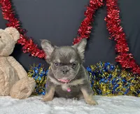 Kiki, a female French Bulldog for sale in Plainville, IN – 7 of 7