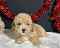 Buster, a male Poodle - Miniature  for sale in Plainville, IN – 4 of 8