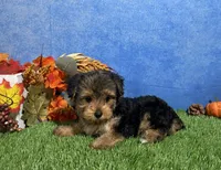 Ivy, a female Yorkshire Terrier for sale in Plainville, IN – 5 of 8